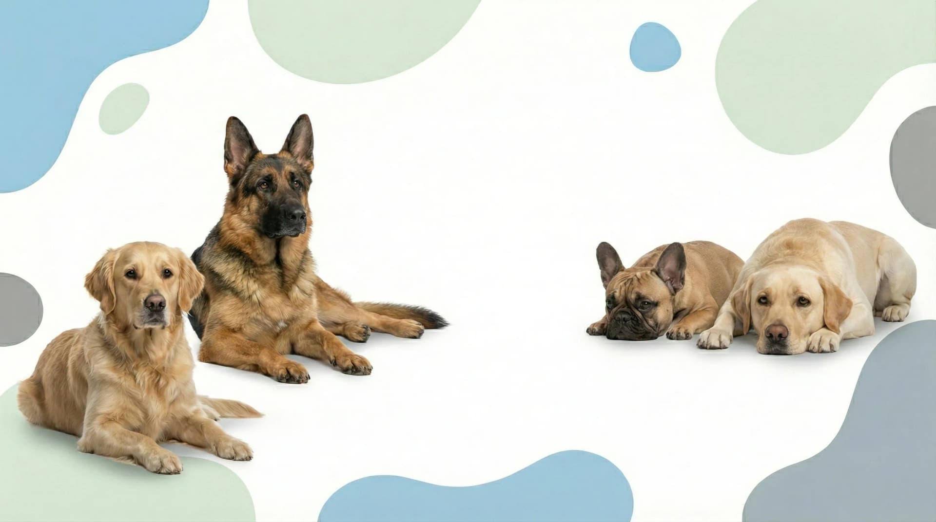 Pacific Pet Supplies - Dog Health & Wellness