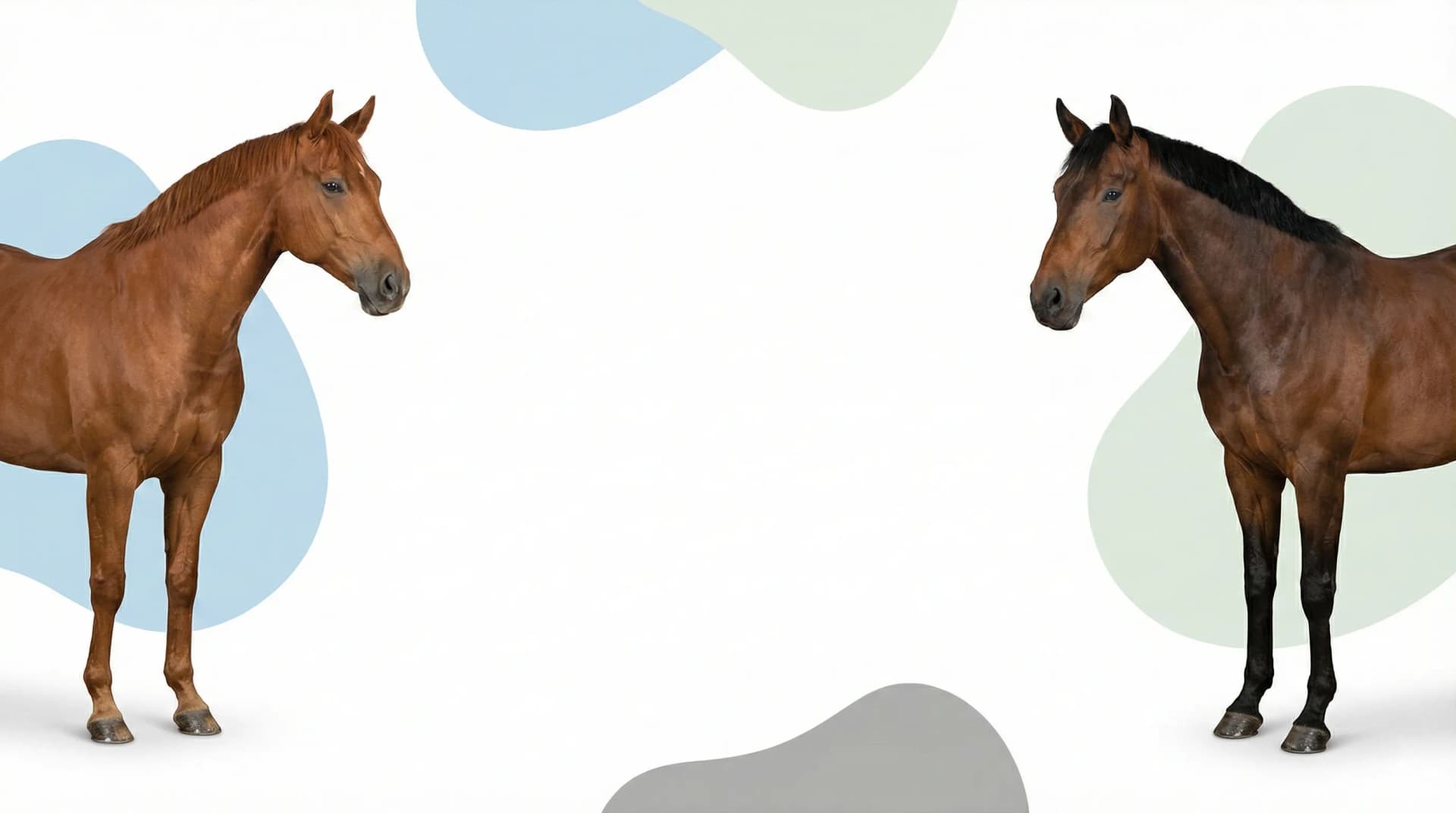 Pacific Pet Supplies - Horse Supplies